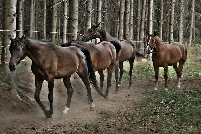Ranc U Edyho Námesztó
